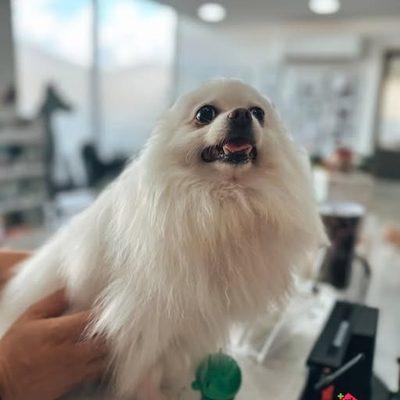 Mona, a white Pomeranian, held up at the clinic and looking into the camera with her mouth open