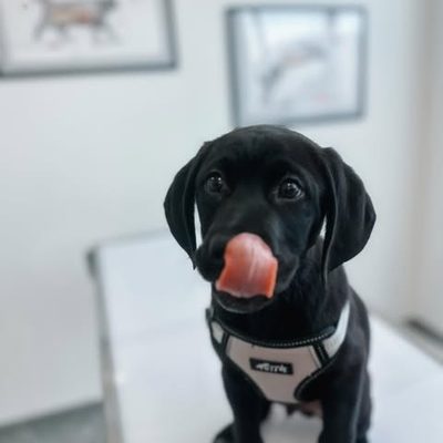 A black puppy licking its nose on the consulting table after its first check-up and first vaccination