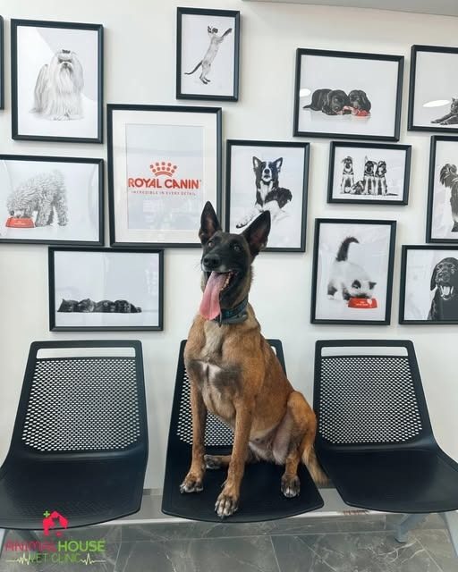 Sky, a Belgian Malinois, sitting on the clinic's black waiting-room chairs under a wall of framed black and white pet prints