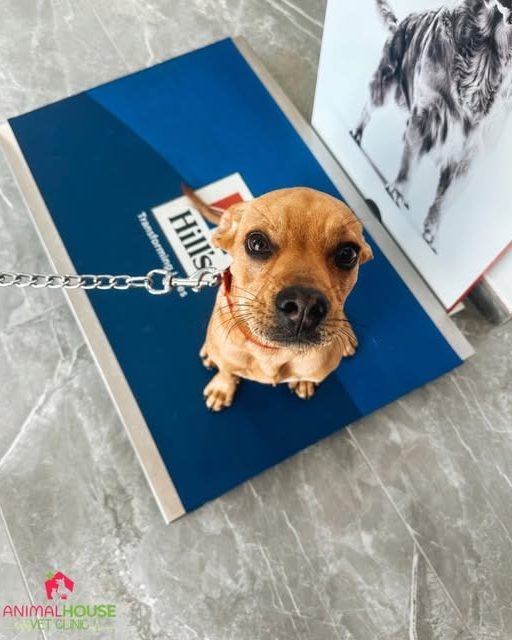 Mailo, a small tan dog, sitting on a blue Hill's floor mat on the clinic's marble floor and looking up at the camera