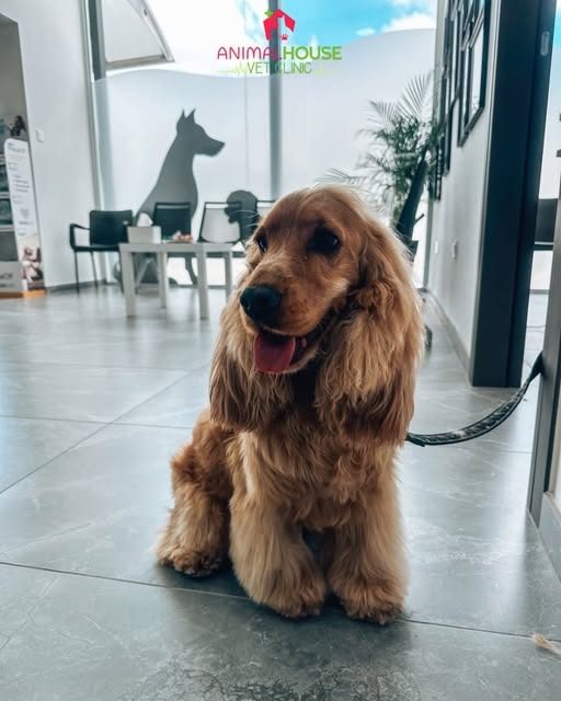 Loki, a golden cocker spaniel, sitting on the clinic's grey floor beside a window frosted with a dog silhouette