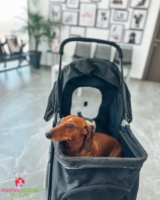 Elvis, a small dachshund, sitting in a grey pet buggy on the clinic's marble floor, framed black-and-white pet prints on the wall behind