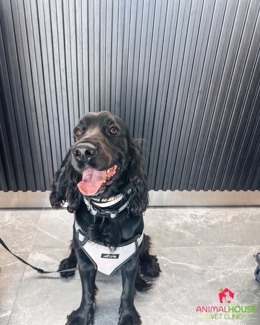 Arlo, a black cocker spaniel puppy in a grey harness, sitting on the clinic floor against a dark slatted wall with his tongue out